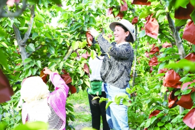 先进模范学习宣传 | 齐河孙京梅——筑梦田野 扎根乡村谋振兴
