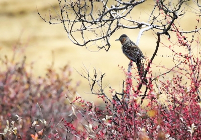 今周末｜那些失而复得的故事（外三篇 • 首）