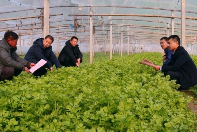 寒潮将袭！临邑县农技专家下田支招保生产