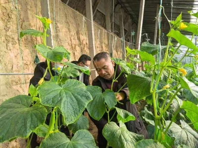 迎战暴风雪｜德州农技专家支招防冻害