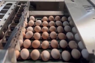 乡村振兴齐鲁样板 村村有好戏 | 平原县：养好一只鸡 供好一枚蛋