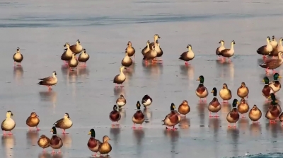 夏津：生态美 鸳鸯飞