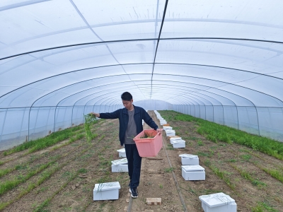 建起17个养殖大棚 盘活土地200余亩 | 陵城区宋家镇：小蚂蚱“蹦”出致富路