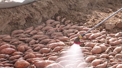 夏津县：春耕育苗忙 增收有“薯”光 