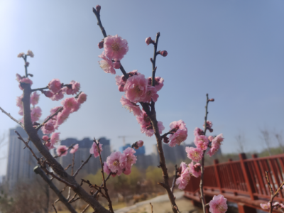 红梅绽放春正浓 | 德州市园林规划设计研究院成功引新品梅花