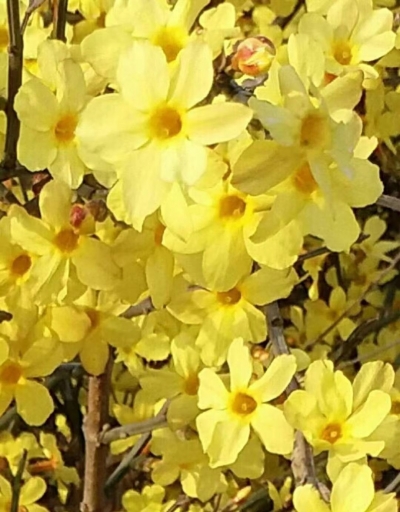 诗｜于占德：迎春花三首