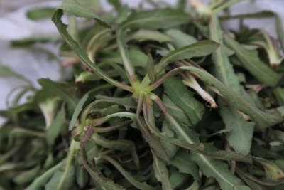 接下来，德州人都在吃这个……