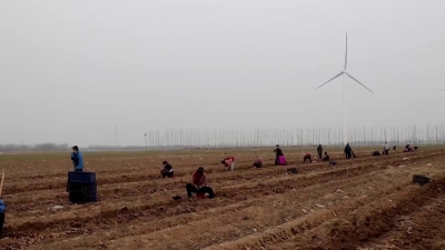 齐河县：春耕正当时 山药牛蒡种植忙 