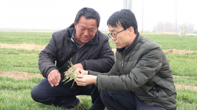 齐河：因苗施策 不负农时不负春