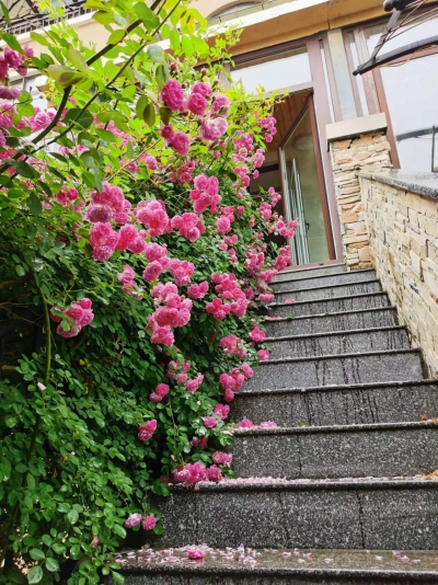 散文｜丰文茂：玫瑰园的草木与飞鸟