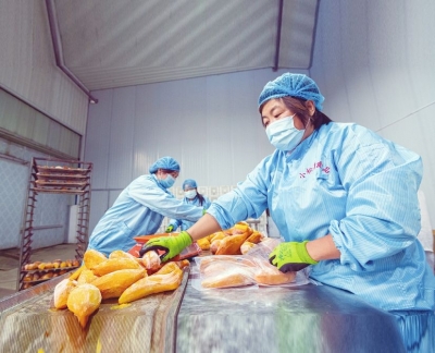 老典型的新时代 | 夏津： “红薯村”的甜蜜产业