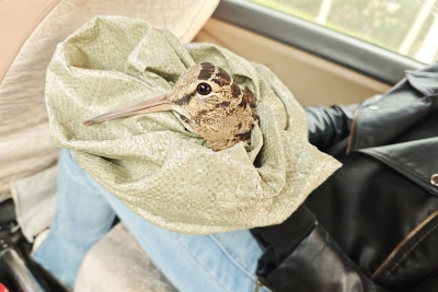 点赞!常兴社区网格员成功救助国家二级保护动物丘鹬