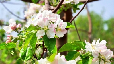 从“一时春”到“四时春” 乐陵市让“花经济”持续绽放 