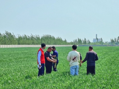 陵城区宋家镇 | 专家地头“把脉开方” 确保夏粮丰产丰收