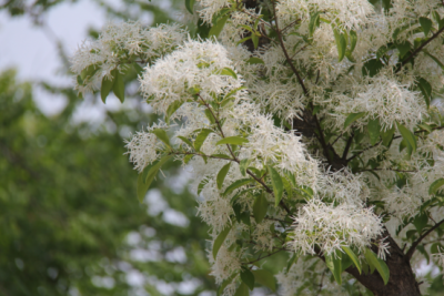 花开四月雪！德州杨庄河景区流苏花绽放