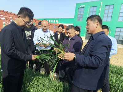 临邑县玉米科技小院推广农技助生产