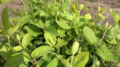 德城区：金银花里摘“金银” 致富路上有“花招” 