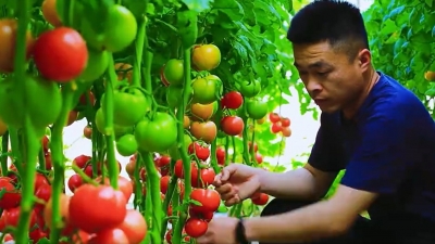 临邑县新农人裘敬路：“90后”返乡当网红拓“柿”业 