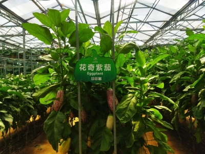 散文｜邓吉收：走近寿光菜博会