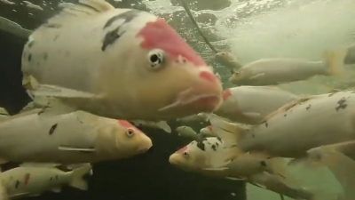 齐河县：“锦鲤”游出致富路 