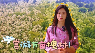 临邑县：赏万亩槐林 享天然氧吧 