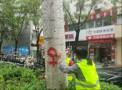 德城园林：开展杨柳飞絮防治工作