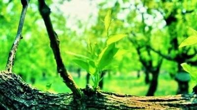 乐陵市：一叶千年 枣乡茶记 