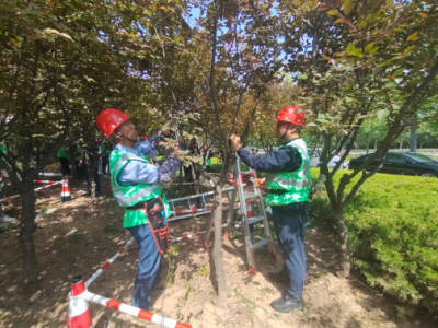 以赛促学强技能 | 德州园林开展花灌木修剪技术现场交流竞赛