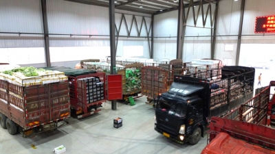 山东东平湖蔬菜批发市场试营业