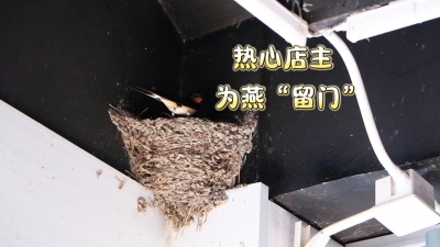 禹城市：热心店主坚持7年为燕子留门