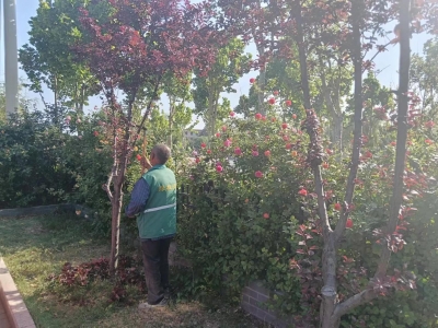 齐河：苗木修剪正当时 “梳妆打扮”提颜值