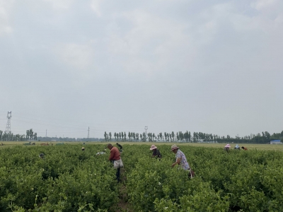 陵城区于集乡：金银花开“生金银” 特色种植促丰收