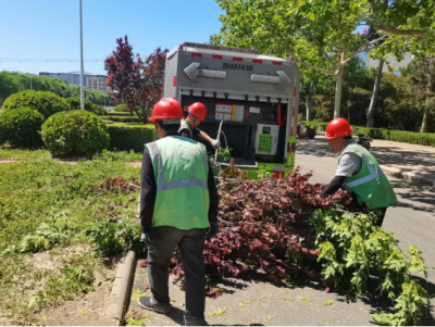 德州园林：科学修剪行道树，增“靓”道路