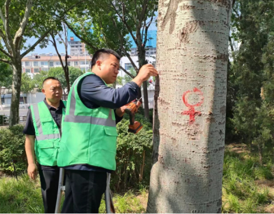 德州园林：完成2.67万株杨柳树雌株飞絮抑制剂注射