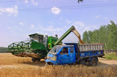 8.3万亩小麦喜开镰！德州黄河涯镇政府大院化身“晒粮场”
