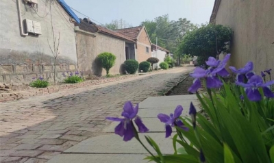 乡村振兴 | 陵城区郑家寨镇：整治人居环境 提颜值增气质