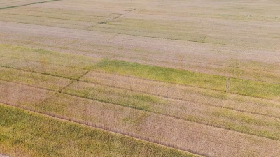 德城区：“芒”有所获 “种”有所得 