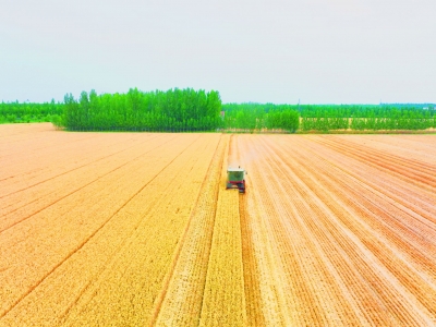 齐河小麦收割超九成