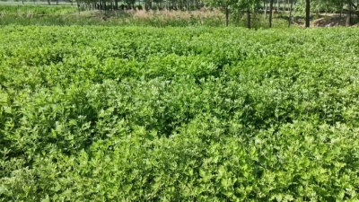 齐河县：变“草”为宝 艾香袅袅致富路 