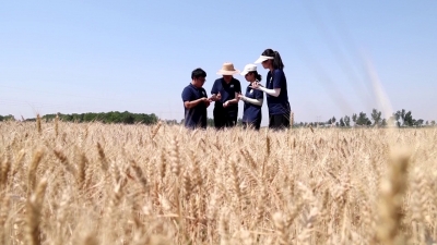 乐陵市：大学生变“神队友” 科技小院助农增收 