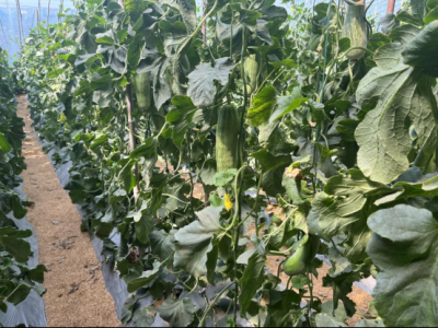 乡村振兴 | 陵城区临齐街道向土地要效益：特色种植让农户田间尝“甜头”