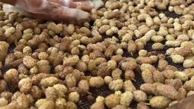 夏津县：打椹子喽！经“桑”致富 “椹”是美好 