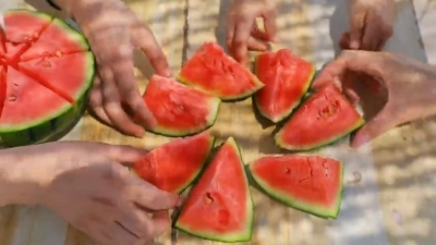 禹城市：沙河辛西瓜 沙土地里的“甜产业” 