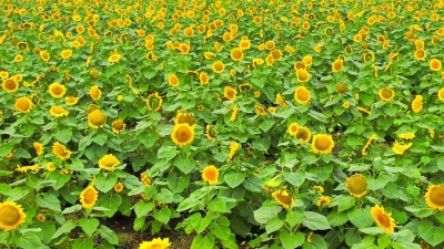 平原县：超出片！邀你一起邂逅油画般的向日葵花海 