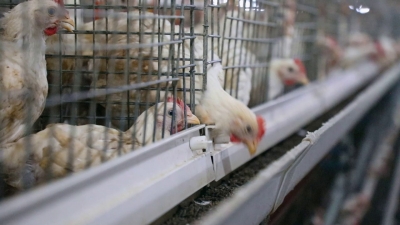 禹城市：养殖场防暑有“凉”策 