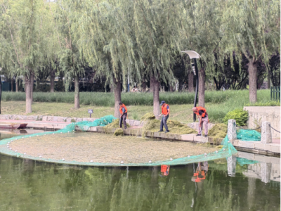 德州园林：守护碧水清流，水草清理在行动