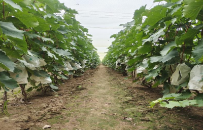 夏津：发展葡萄产业 助力乡村振兴