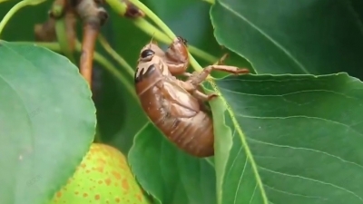 平原县：林下养金蝉 每亩收益过万元 