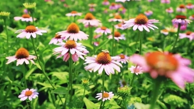 临邑县国家寨村：盛夏“丰”光好 有花又有瓜 