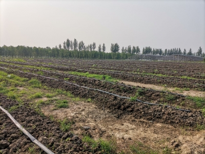 陵城区宋家镇：小蚯蚓“引”出富民绿色产业